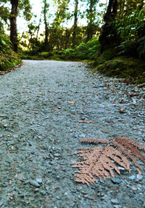 Te Ara Pathways Image.