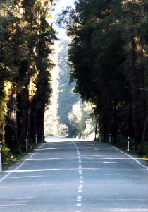 Te Ara Pathways Image.